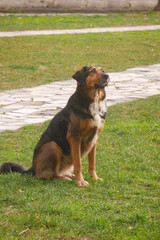 Dog sitting on the grass with a focused expression