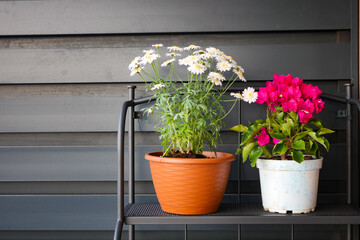 Bright flowers cheer a modern balcony