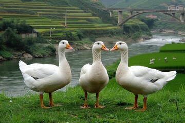 Obraz premium Three white ducks stand on grass by a river, with terraced fields and a bridge in the background.