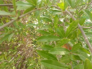 rain drops on the leaves