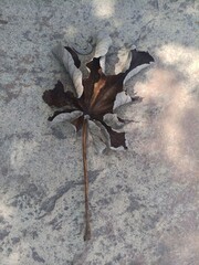 autumn leaves on the ground