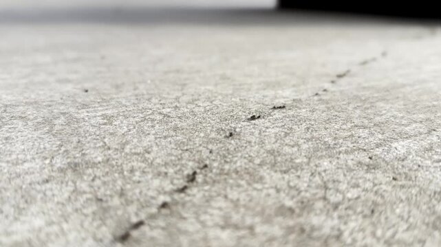A line of ants moving across the concrete