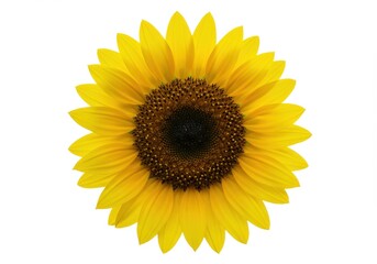 A vibrant yellow sunflower with a dark center is isolated on a white background