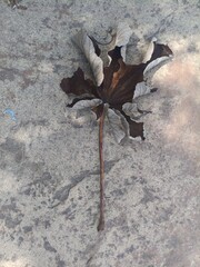 autumn leaves on the ground