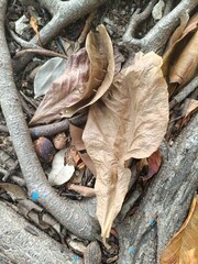 foyage and dry leaves and wooden logs. Mexican jungle