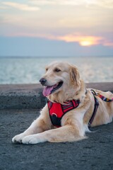 Tranquil Golden Presence at Twilight