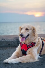 Serene Golden Retriever in Evening Light
