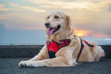 Content Canine Enjoying the Twilight Hour
