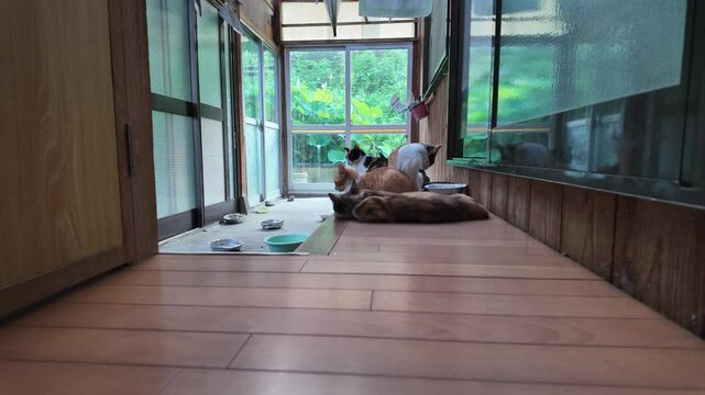 A circular timelapse of a group of cats and their behavior.