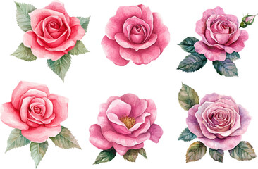 set of roses vector illustration