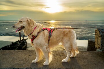 Beautiful Golden Companion at Dusk Scene