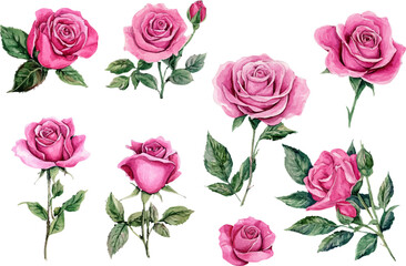Fototapeta premium watercolor pink roses flowers