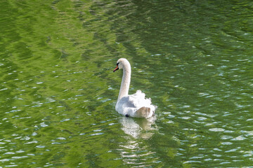 A graceful white swan swimming on a lake with dark water. The white swan is reflected in the water