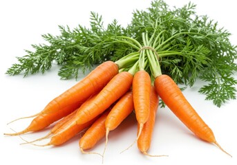 A bunch of fresh orange carrots with green leafy tops tied together on a white background