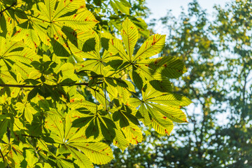 Close-up of beautiful young green chestnut leaves that have opened like a fan against a blurred green background of tree foliage with a swirling bokeh effect. Natural surroundings, environment.