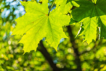 Fresh green of maple leaf
