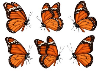 Obraz premium Illustration of several monarch butterflies with orange wings and black and white markings