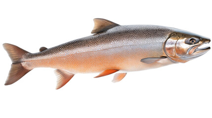 Obraz premium fish on white background
