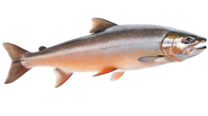 fish on white background