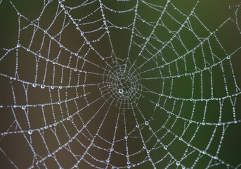 Obraz premium Water droplets on spider web.