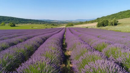 Fototapeta premium Aerial Shot of a Vast Lavender Field in Full Bloom Featuring Vibrant Purple Flowers and Blue Sky
