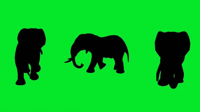 silhouettes of the elephant walking,