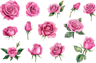 Fototapeta premium watercolor pink roses flowers