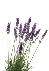 Obraz premium Lavender Sprig: A Delicate Bouquet of Purple Blooms