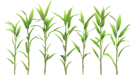 Fresh green bamboo sprouts isolated on white background