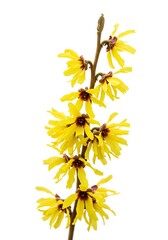 Vibrant Yellow Witch Hazel Blossoms: A Delicate Spring Bouquet