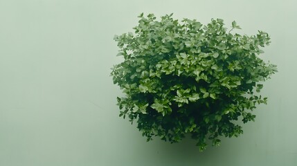 Fototapeta premium Lush Green Plant on Soft Mint Wall for Nature and Interior Design Inspiration