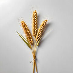 ears of wheat on white background