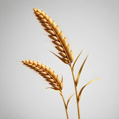 two stalks of wheat against a plain gray background.