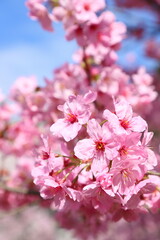 ピンクの陽光桜のクローズアップ