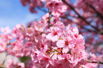 ピンクの陽光桜のクローズアップ