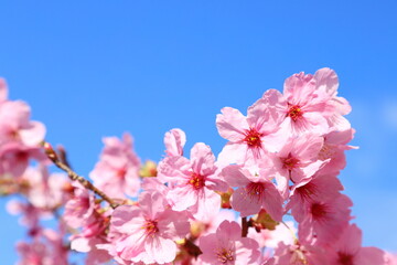 青空に映えるピンクの陽光桜のクローズアップ　青空背景