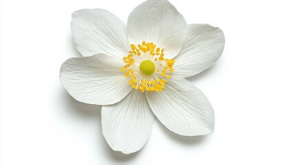 Obraz premium Alpine Anemone With Delicate White Petals And Yellow Stamen Against A Blank Background