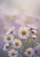 Obraz premium Delicate Pale Daisies in Soft Sunrise Light: A Pastoral Floral Photograph