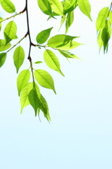 色鮮やかな新緑の葉のクローズアップ　青空背景