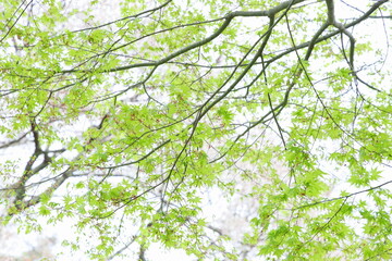 かえでの若葉　白背景