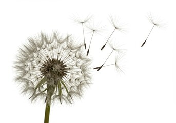 Close up of a dandelion clock with seeds being blown away on a white background