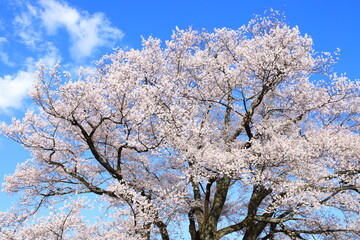 青空に映える長野県飯田市の安富桜（長姫のエドヒガン）