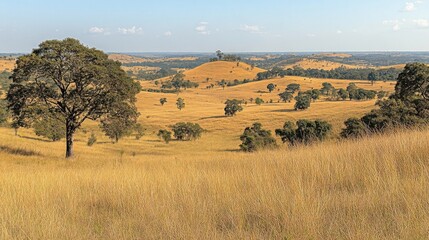Obraz premium Vast Golden Savannah Landscape with Scattered Trees Under a Clear Blue Sky