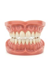 Obraz premium Human Teeth: A Realistic Dental Model with Perfect Alignment