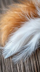 Colorful Feathers on Rough Wooden Surface Close Up Image