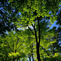 Fototapeta premium Inlined green leaf trees