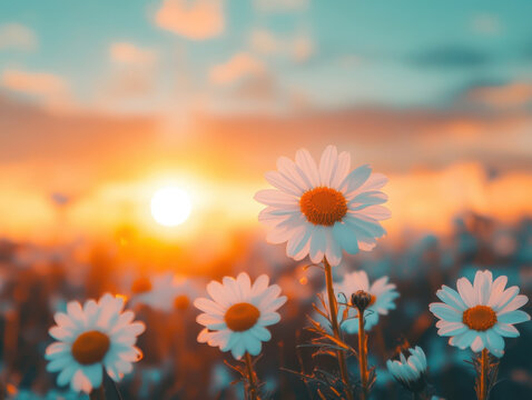 Peaceful closeup white chamomiles daisies background. Beautiful nature flowers. sunset field landscape - Powered by Adobe