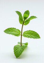Fototapeta premium Fresh Mint Sprig: A Vibrant Botanical Study