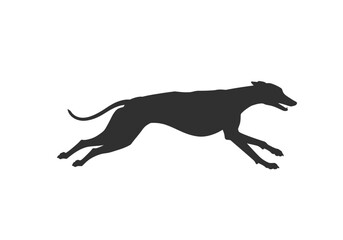 Silhouette of a Greyhound in Full Flight Dynamic Motion