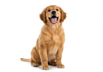 Fototapeta premium Golden retriever puppy sitting and looking at the camera with its mouth open on white background